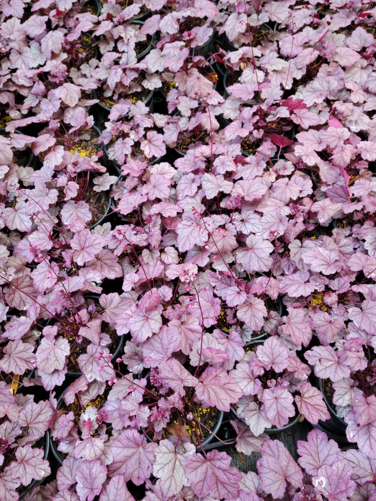 Pink Panther Coral Bell