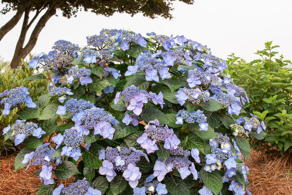 Pop Star Hydrangea Bailey