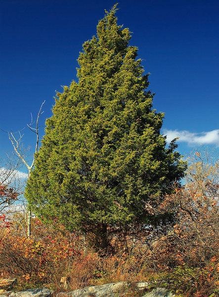 Red Cedar NC State Extension