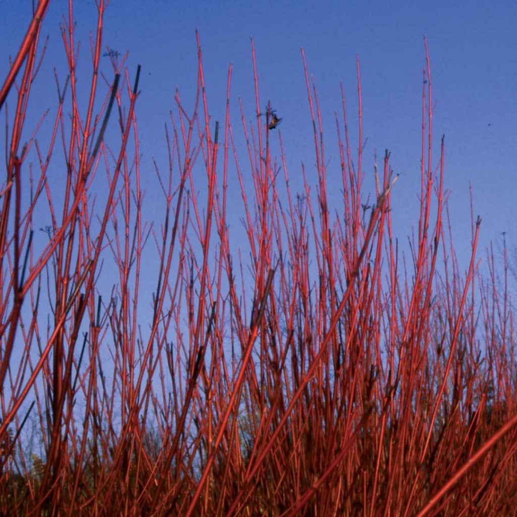 Red Twig Dogwood Spring Meadow