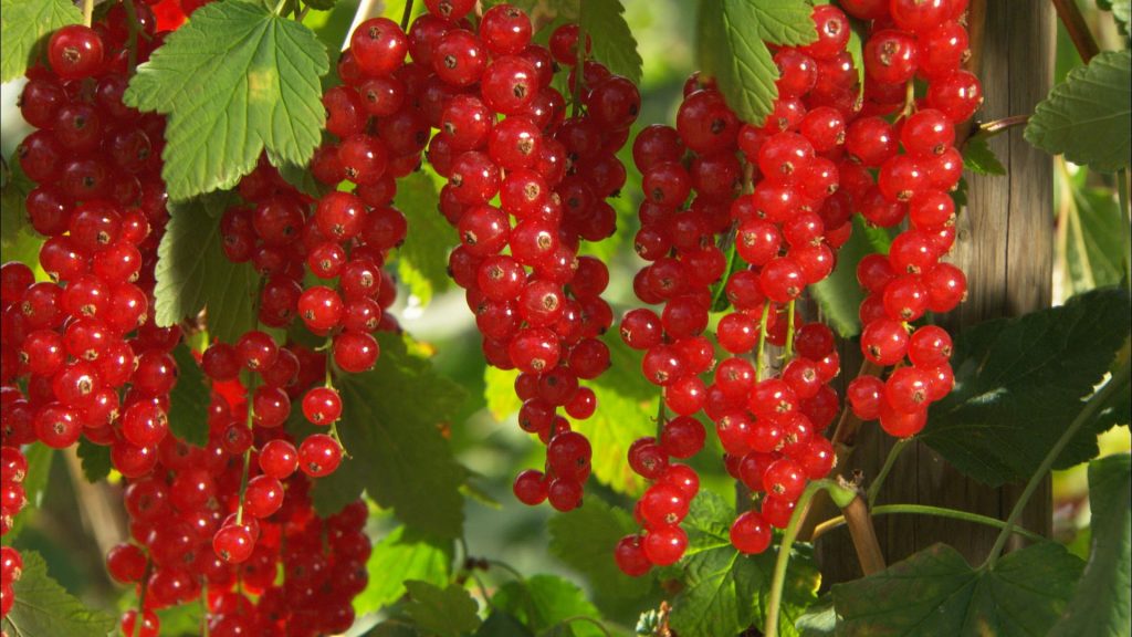 Ribes Red Currant