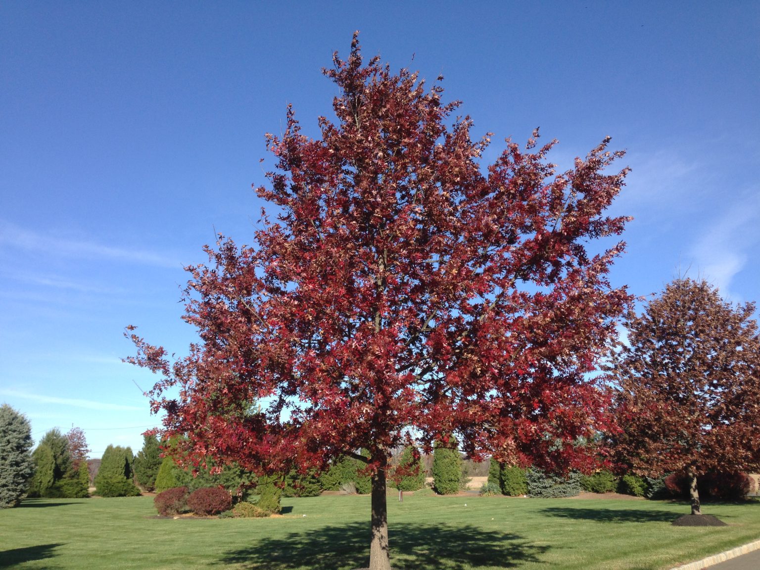 Oak Tree Scarlet - Wild Juniper Nursery