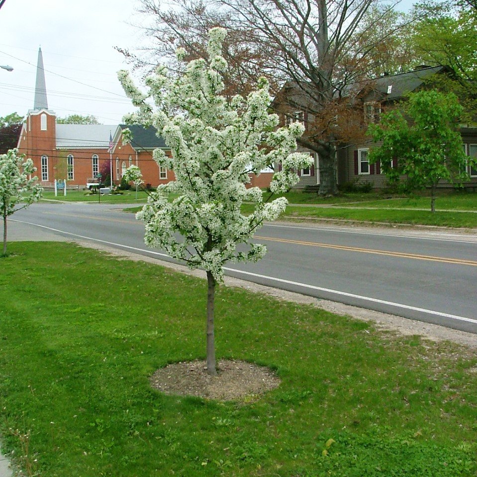 Sugar Tyme Crabapple Proven Winners