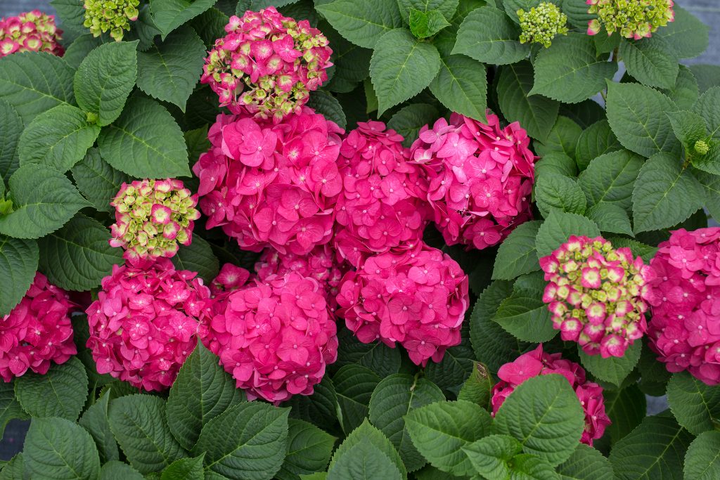 Summer Crush Hydrangea Bailey Nurseries