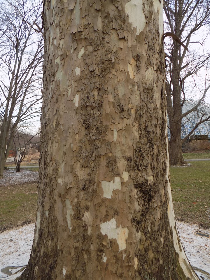 Sycamore Tree Missouri Botanical