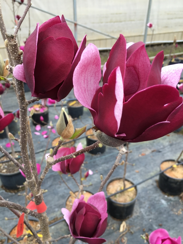 Tinkerbelle Magnolia Heritage Seedlings