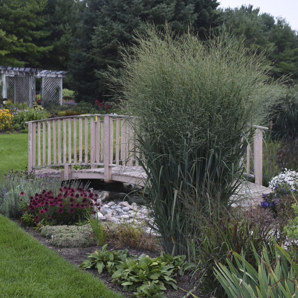 Totem Pole Grass Proven Winners