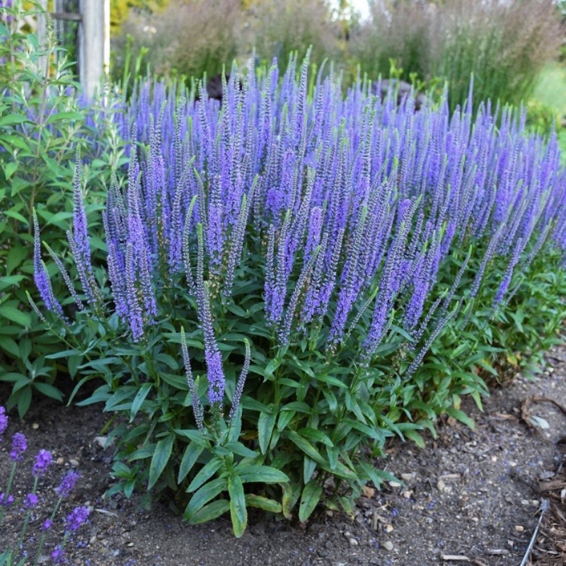 WJN Our Plants Blue Skywalker Veronica