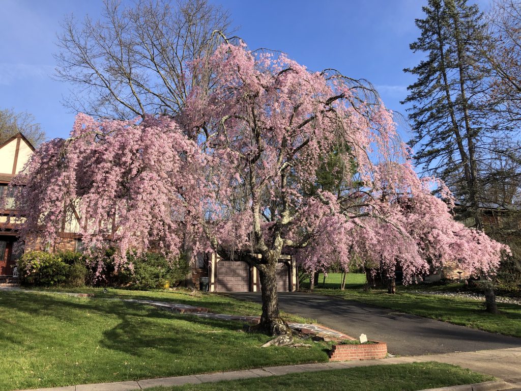 Weeping Higan Cherry