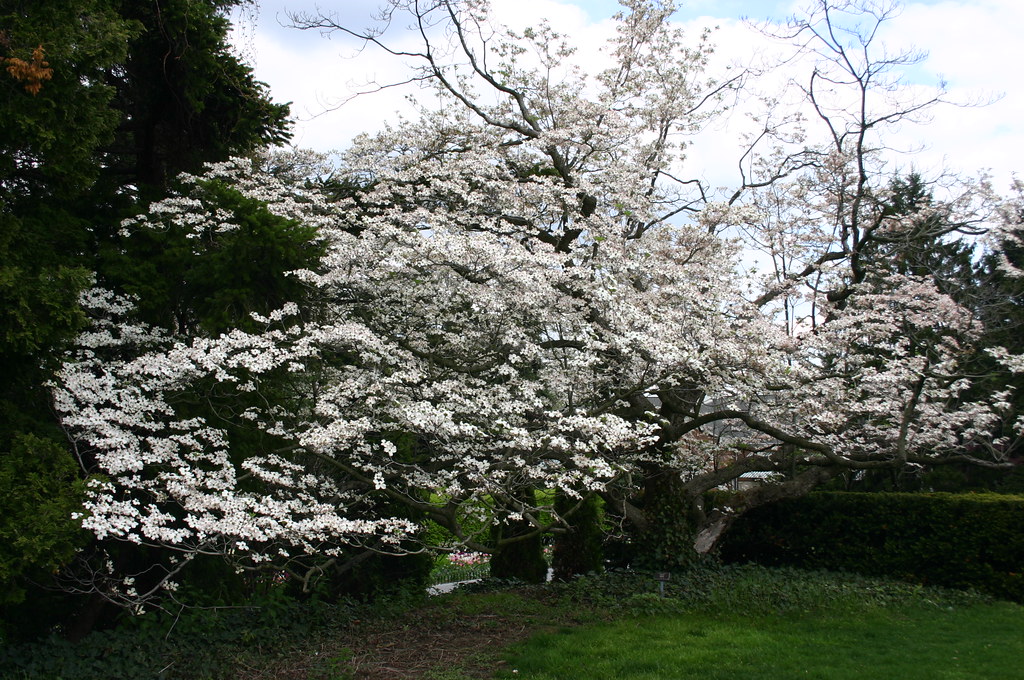 White Flowering Dogwood