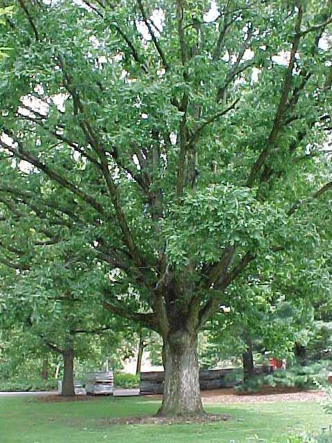 White Oak