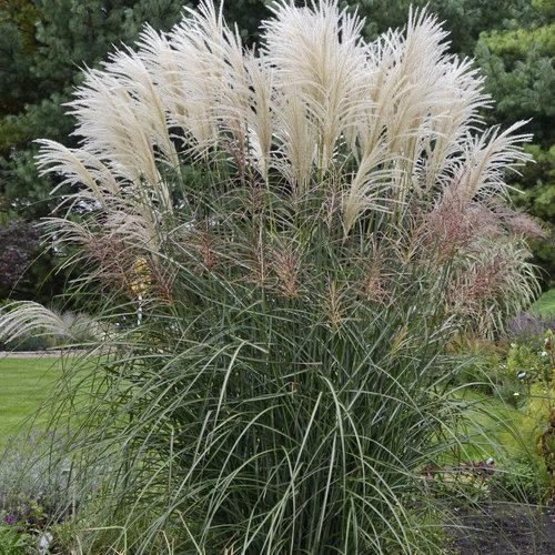 Zebra Grass Proven Winner