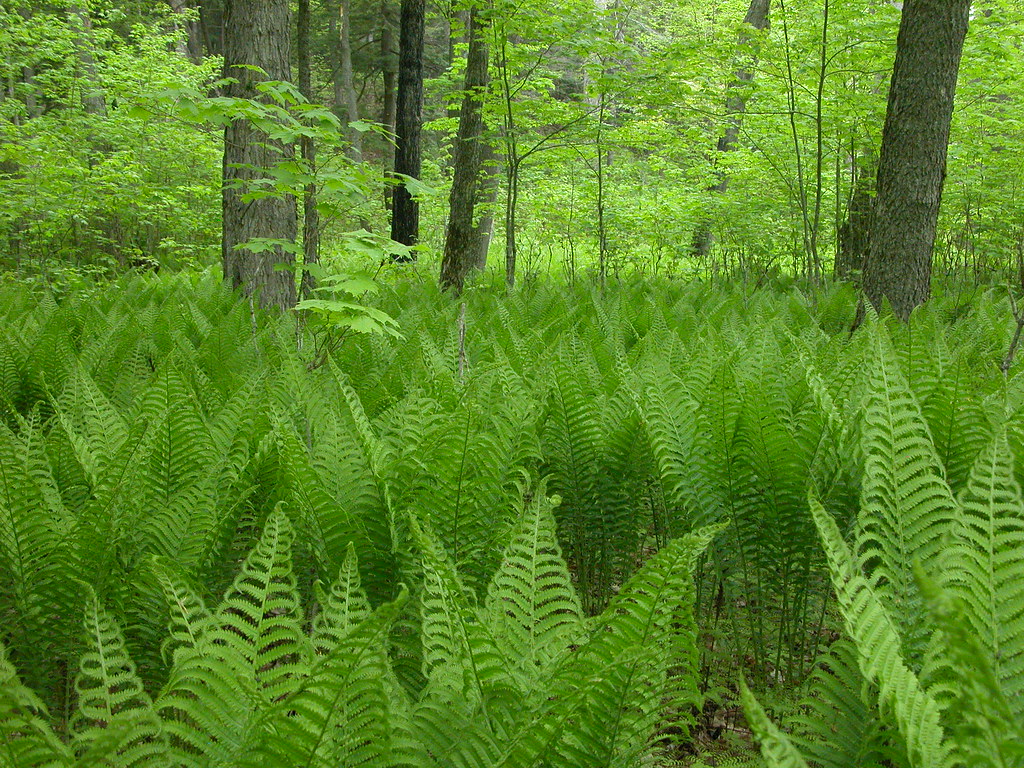 ostrich fern 2