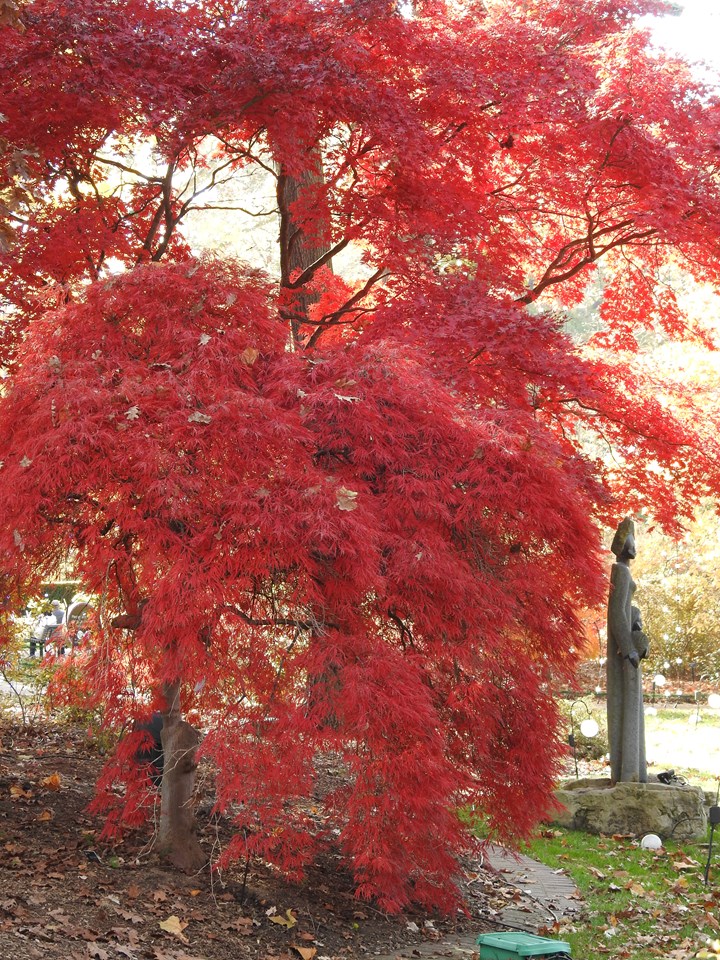 red dragon missouri