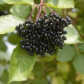 samyl elderberry Nourse Farms Inc