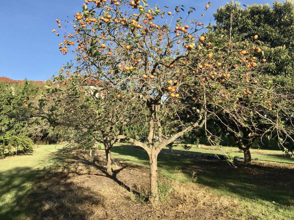 American Persimmon Tree