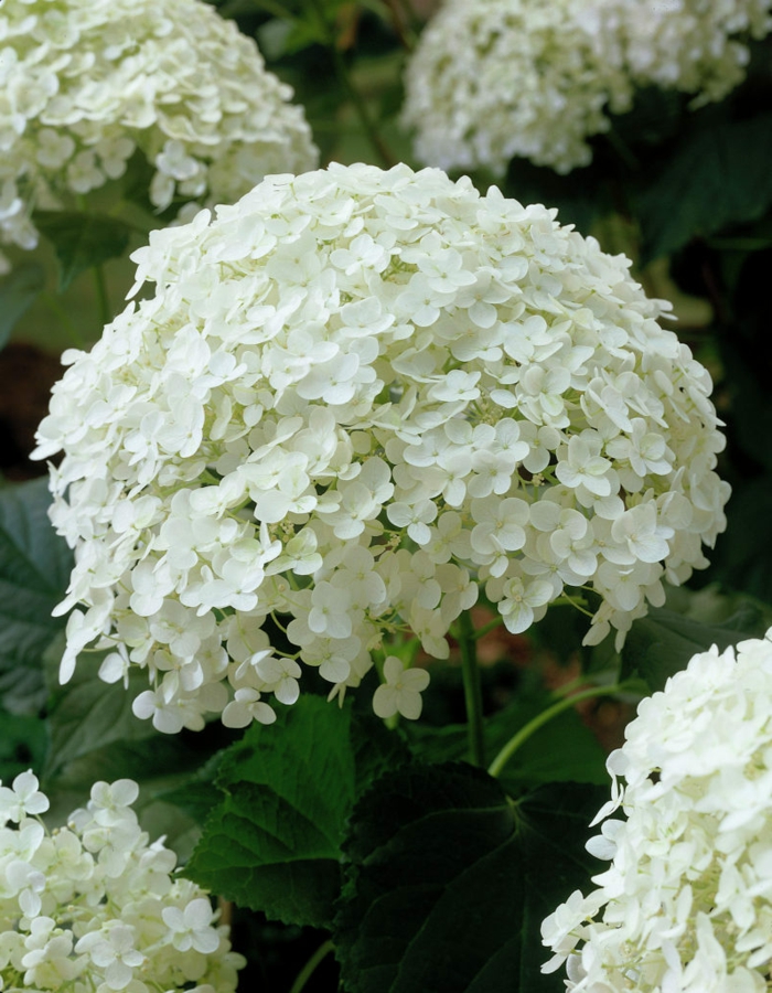 Hydrangea arborescens Annabelle