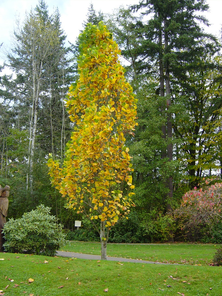 Arnold Columnar