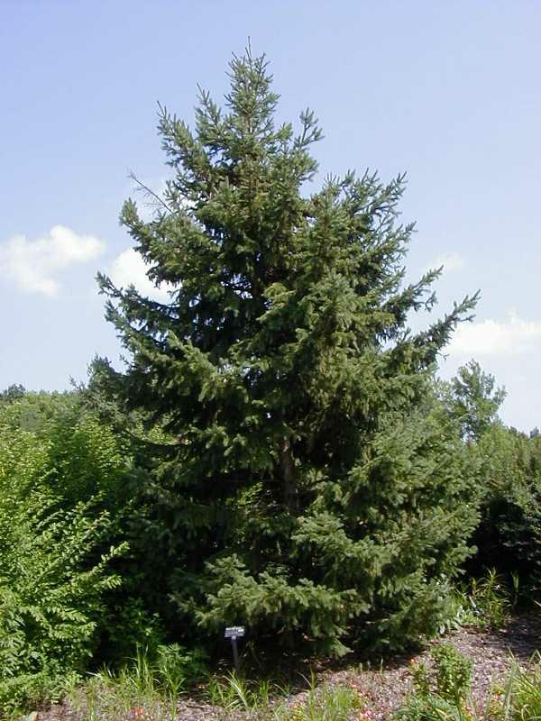 Black Hills Spruce Missouri Botanical Gardens