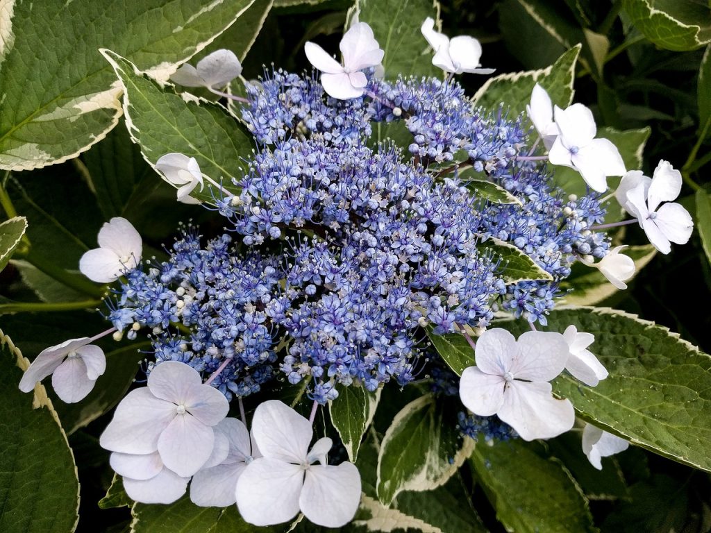 Bluebird Lacecap Hydrangea