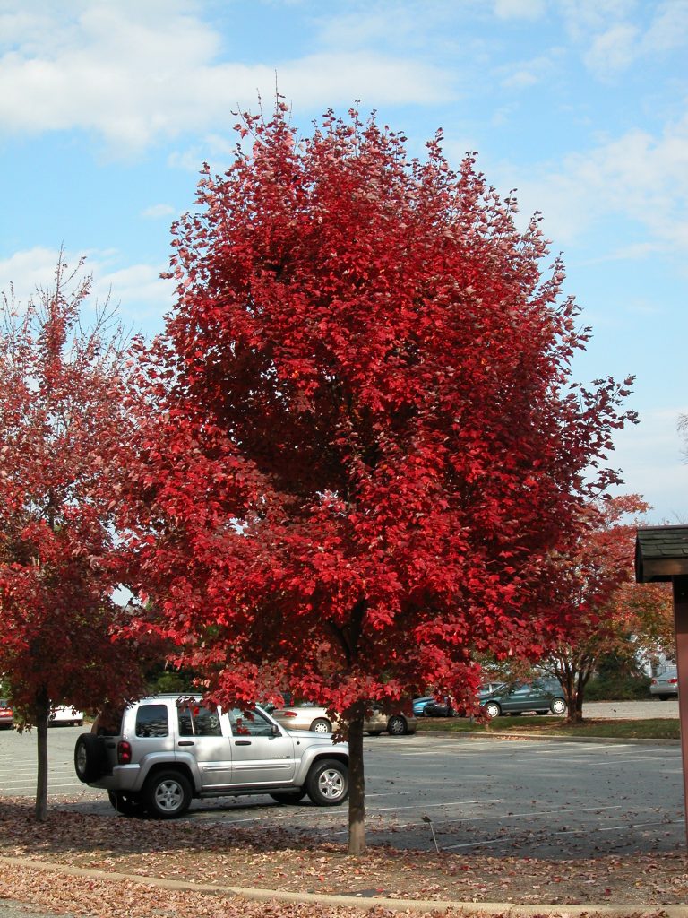 Brandywine Maple Bailey Nursery