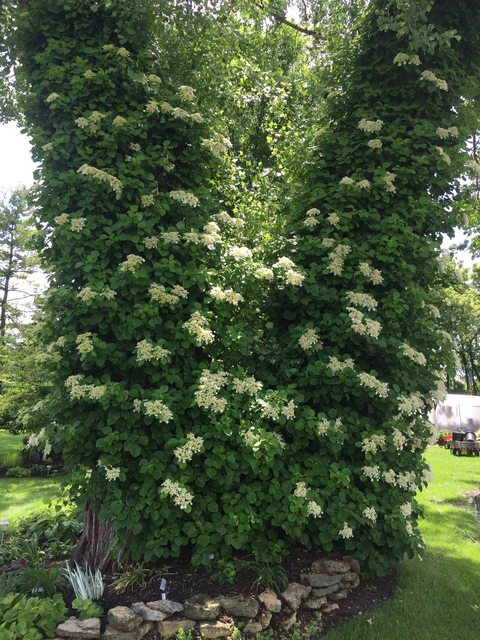 Climbing Hydrangea
