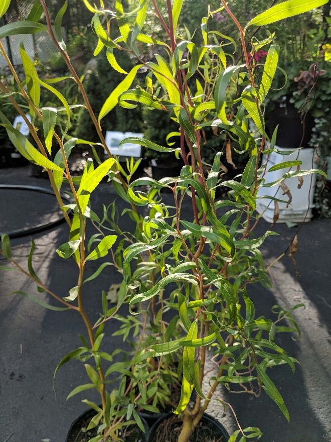 Corkscrew Willow