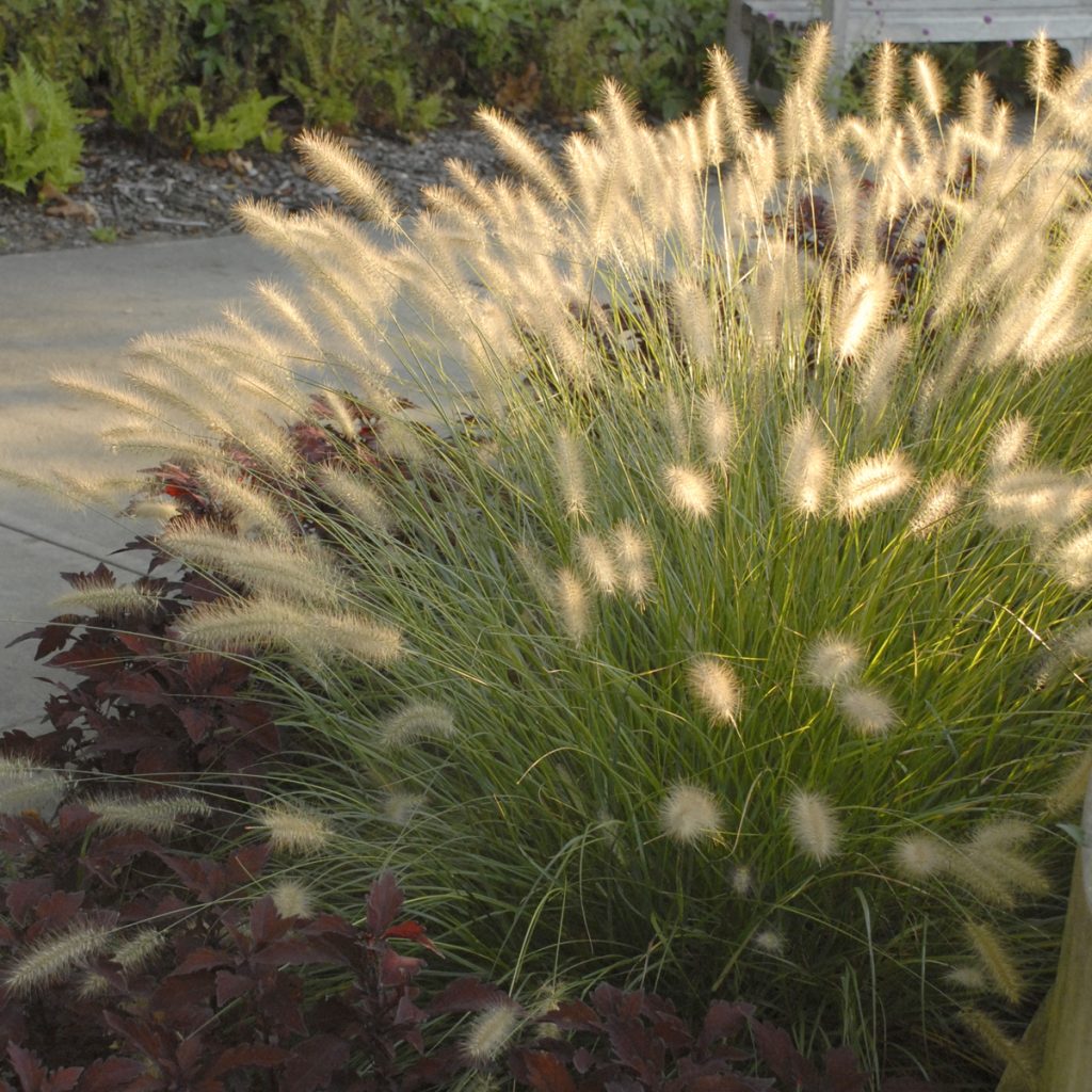 Dwarf Fountain grass 'Hameln' Walters