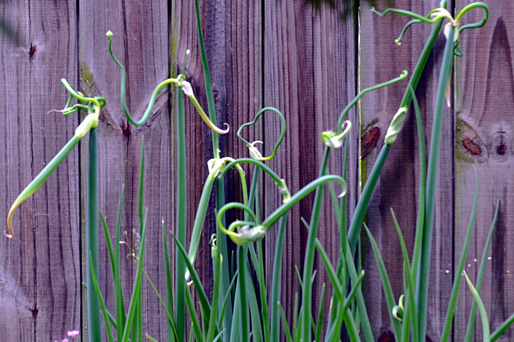 Egyptian Walking Onion