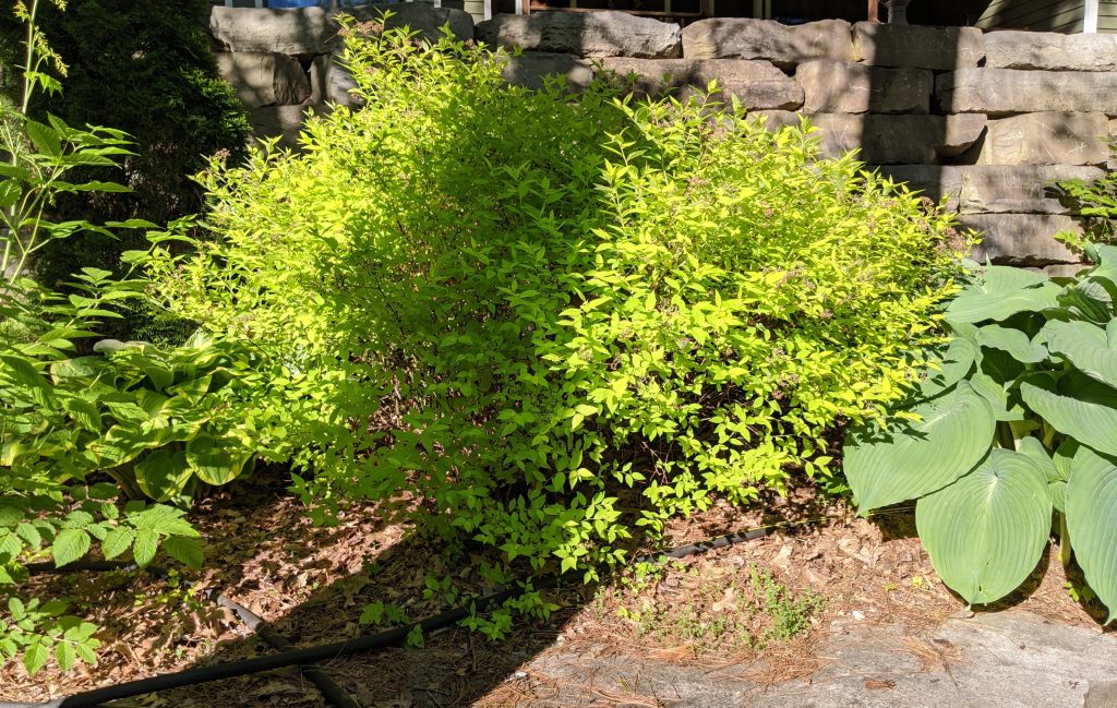 Gold Mound Spirea 2