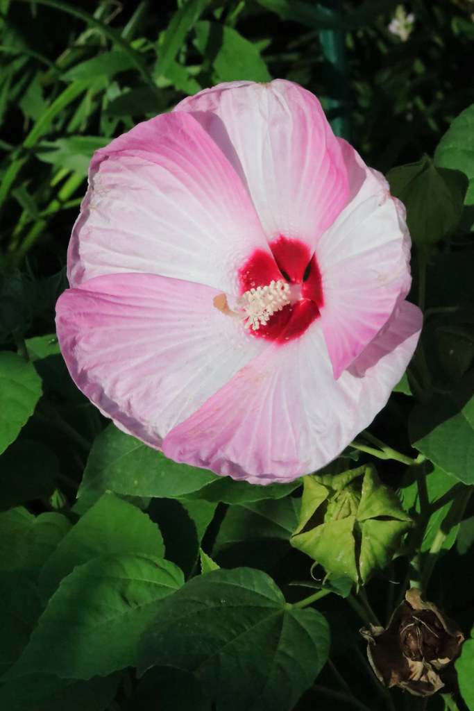 Hibiscus Pink Swirl1