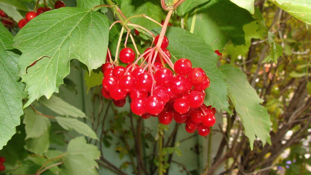 Highbush Cranberry Viburnum Berries