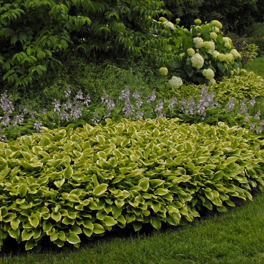 Hosta 'Golden Tiara' Walters