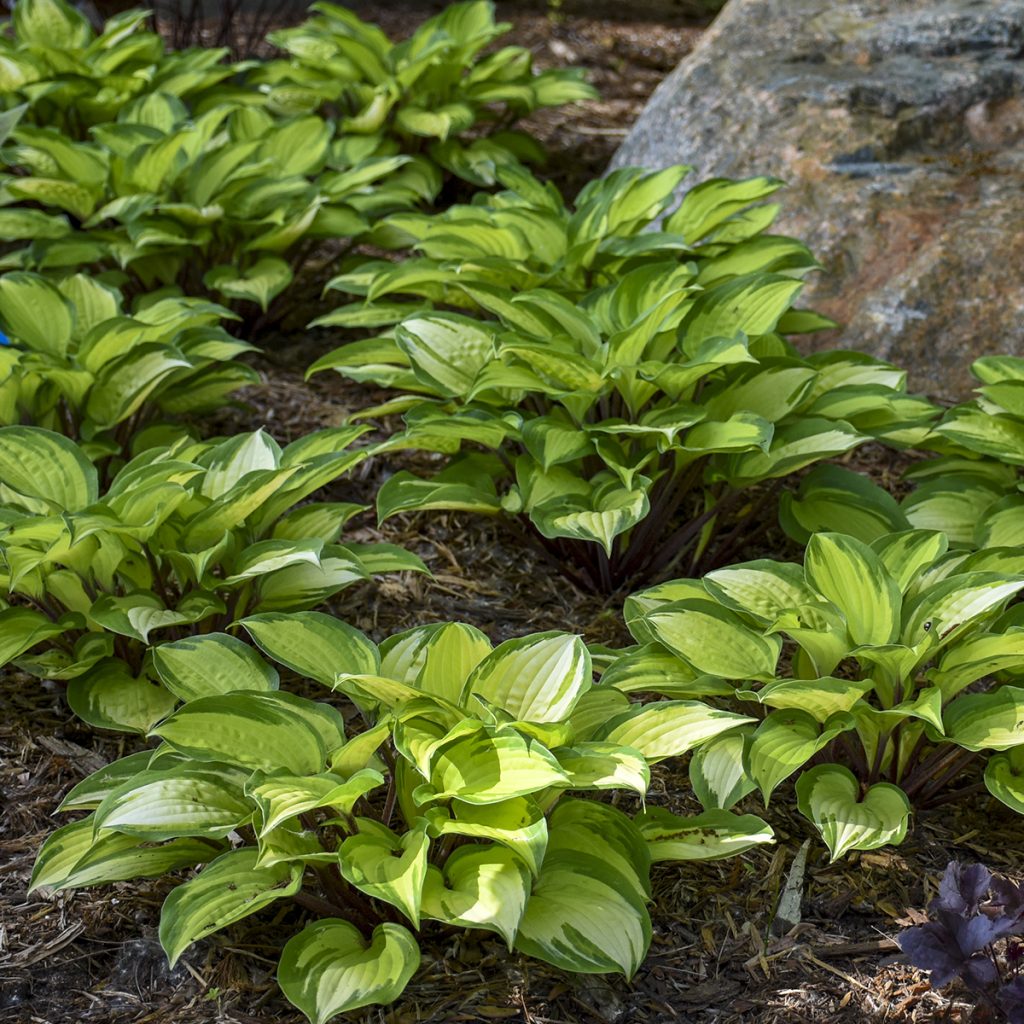Hosta 'Island Breeze' Walters