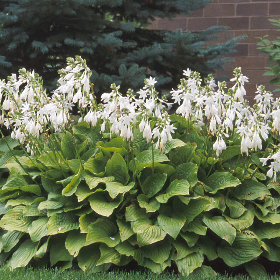 Hosta 'Royal Standard' Walters