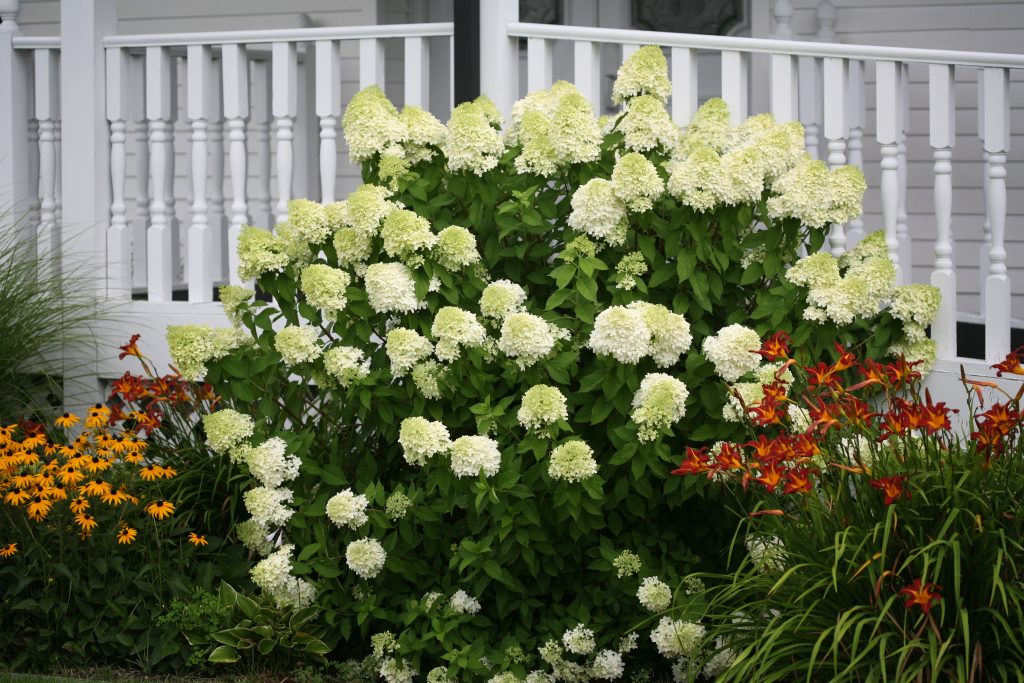 Hydrangea Limelight Proven