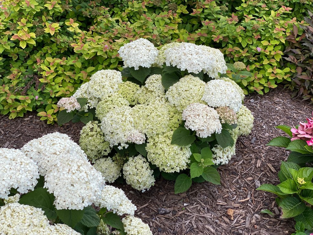 Hydrangea wee white PW