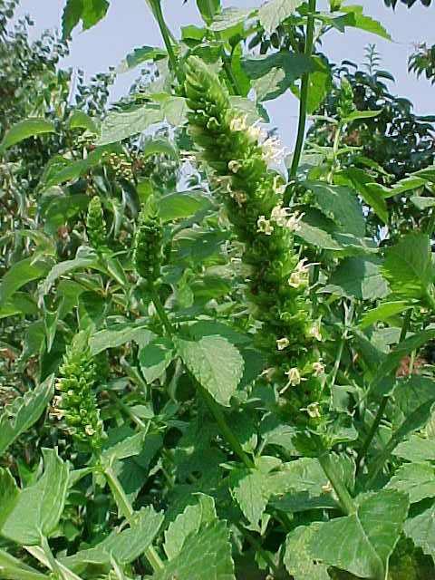 Hyssop Yellow Giant Missouri Botanical Garden