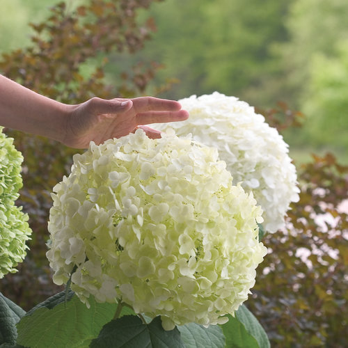 Incrdiball Hydrangea Proven Winners