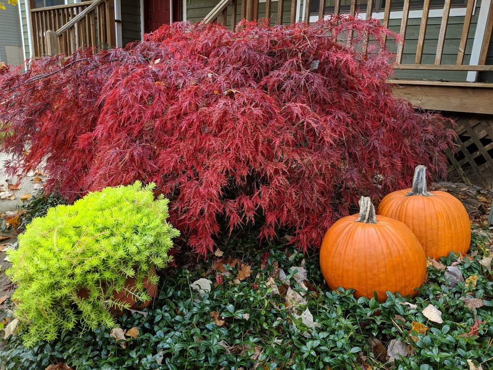 Japanese Maple Crimson Queen Home