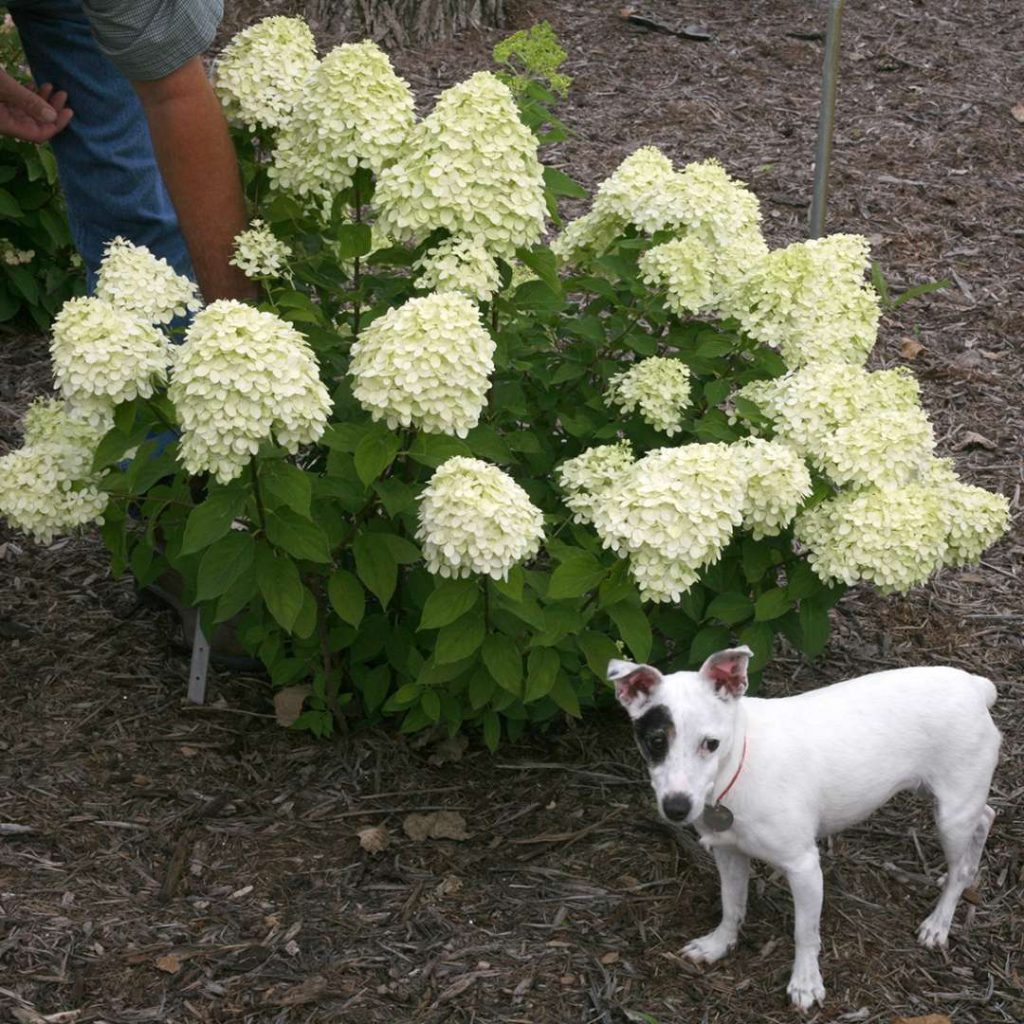 Little Lime Hydrangea Spring Meadow