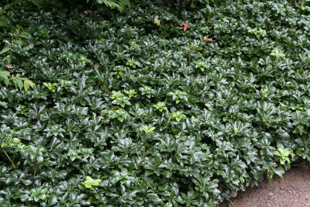 Pachysandra