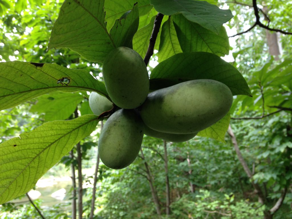 Paw Paw Tree