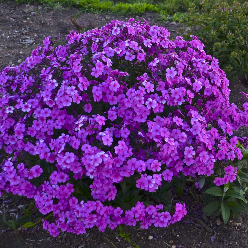 Phlox 'Cloudburst' Walters