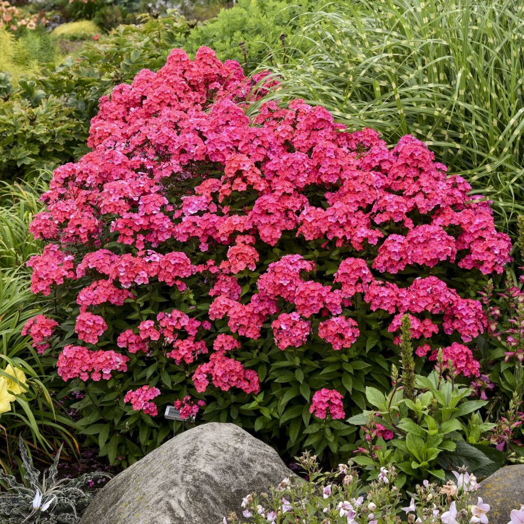 Phlox paniculata 'Glamour Girl' Walters