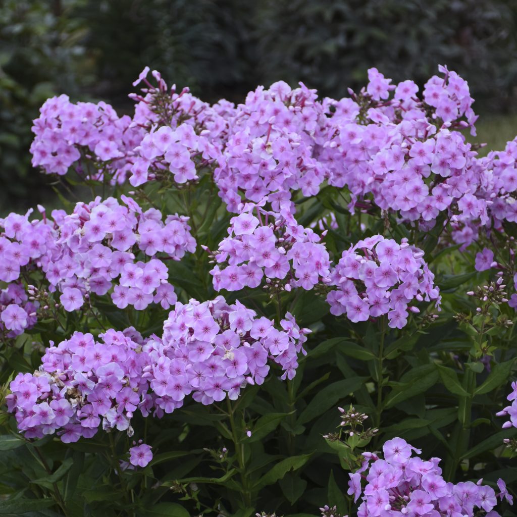 Phlox paniculata 'Uptown Girl' Walters