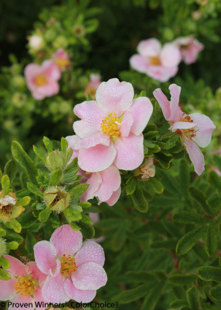 Pink Paradise Potentilla PW