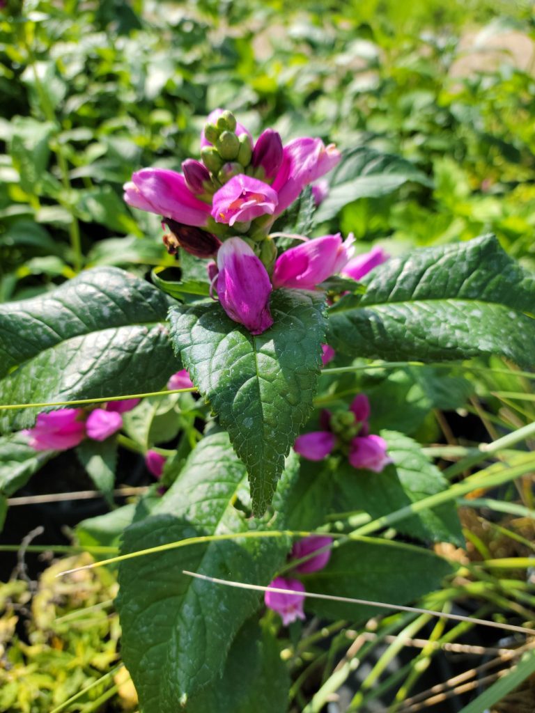Pink Turtlehead Nursery