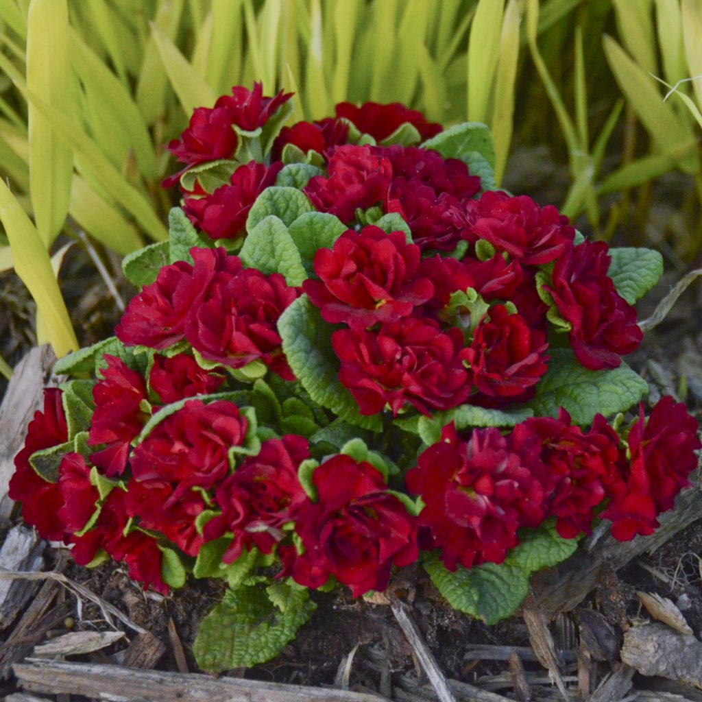Primrose BELARINA® VALENTINE Walters