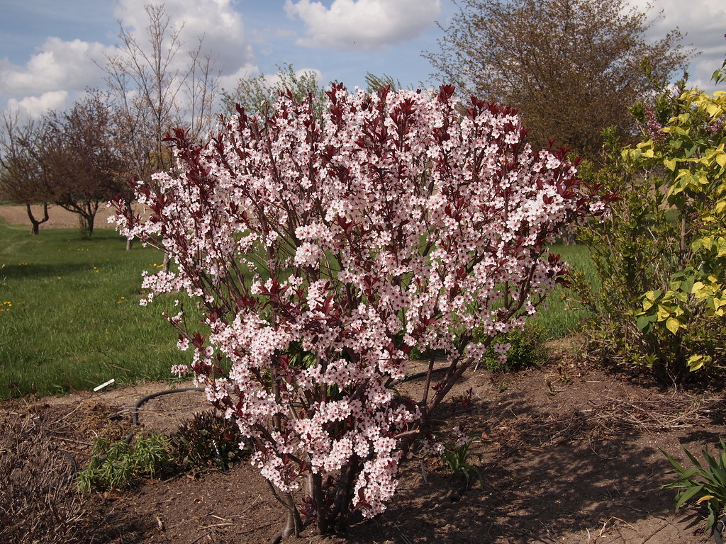 Purple Leaf Sand Cherry